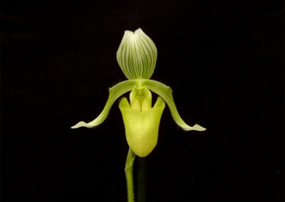 Paph. fowlei forma christianae ‘Springs’